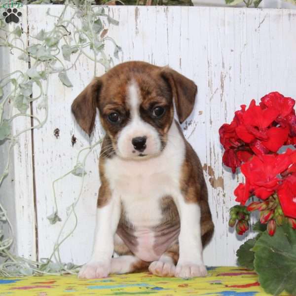 Kisses, Boston Terrier Mix Puppy